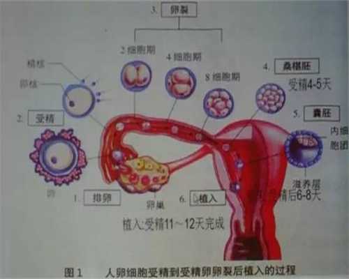 代孕对女人是否有害_双侧输卵管不通怎么办