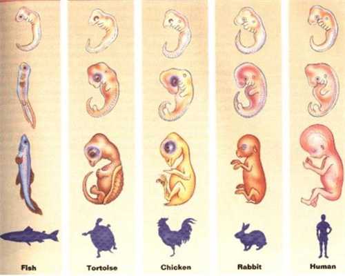 邢台职业代孕~境外代孕机构~月经量少是卵巢早衰